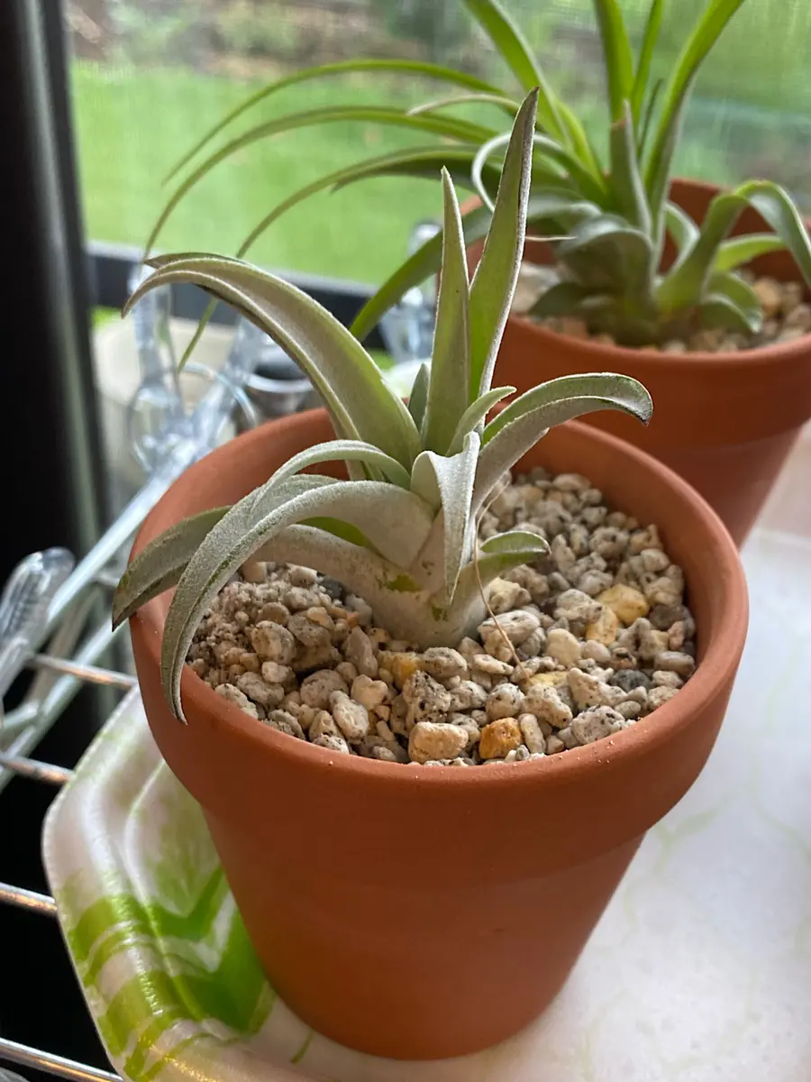 【 ハリシー】XLの子株3つ付！すごく白いコ♪チランジア エアープランツ ハリシー】XLの子株3つ付！すごく白いコ♪チランジア エアープランツ