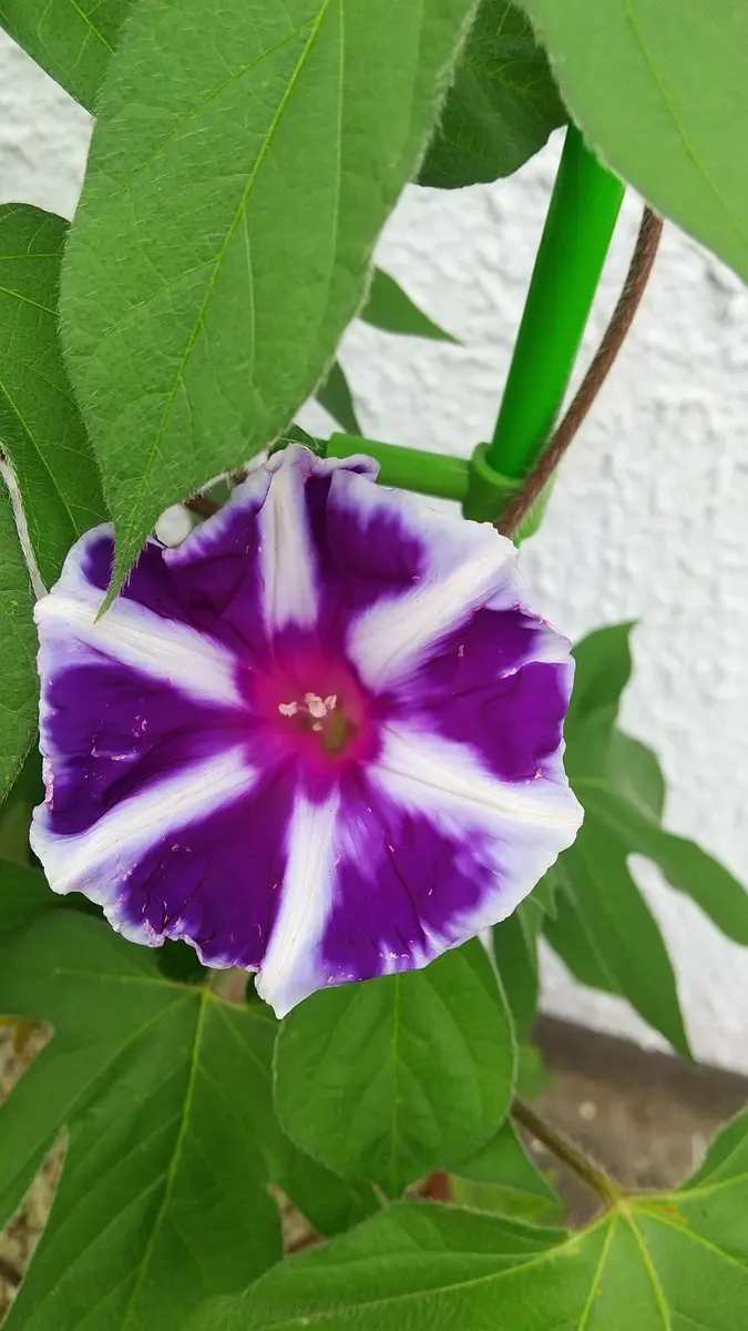 曜白朝顔の種 4種類 （アサガオの育て方。コツとお手入れ、植え