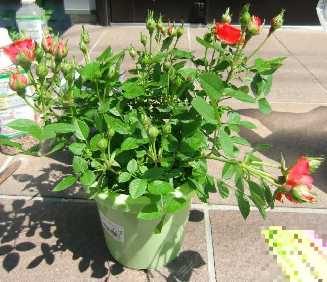 ミニつるバラ・シルクレッドを見守る｜そだレポ（栽培レポート）byの