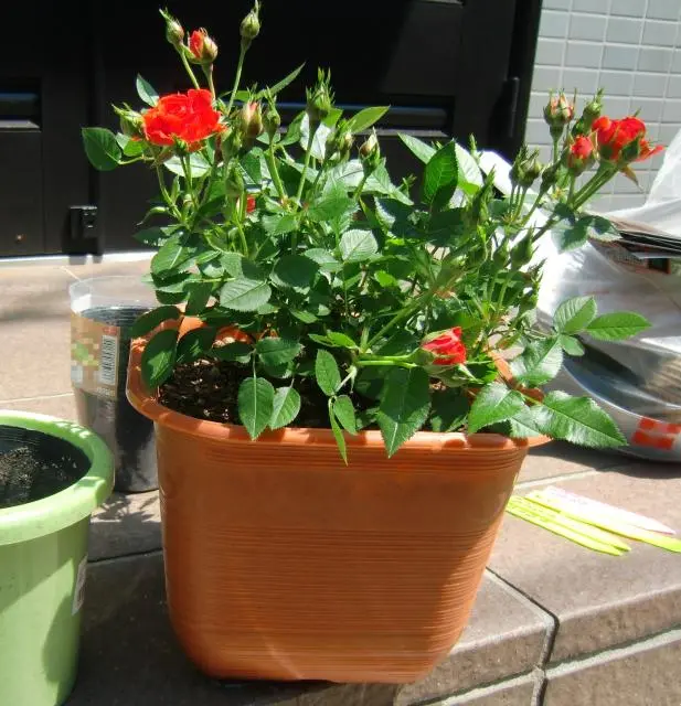 ミニつるバラ・シルクレッドを見守る｜そだレポ（栽培レポート）byの