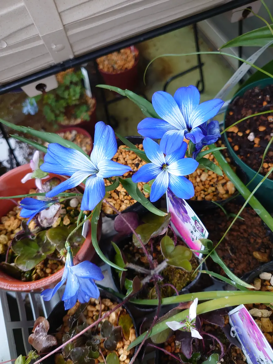 テコフィレア　シアノクロッカスの鉢植えそのままです。 テコフィレア シアノクロッカス｜そだレポ（栽培レポート）byうぇる
