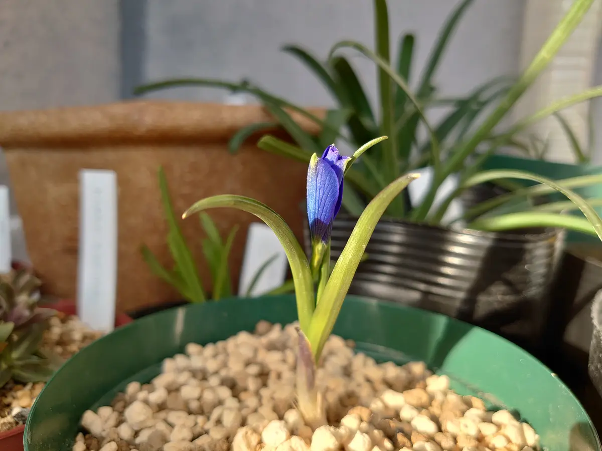 テコフィレア　シアノクロッカスの鉢植えそのままです。 テコフィレア・シアノクロッカスと3年｜そだレポ（栽培レポート