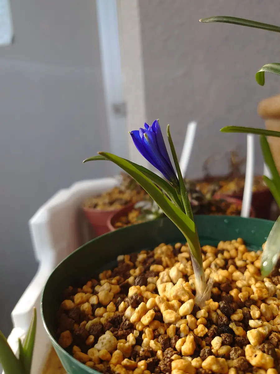 テコフィレア　シアノクロッカスの鉢植えそのままです。 テコフィレア シアノクロッカス｜そだレポ（栽培レポート）byうぇる