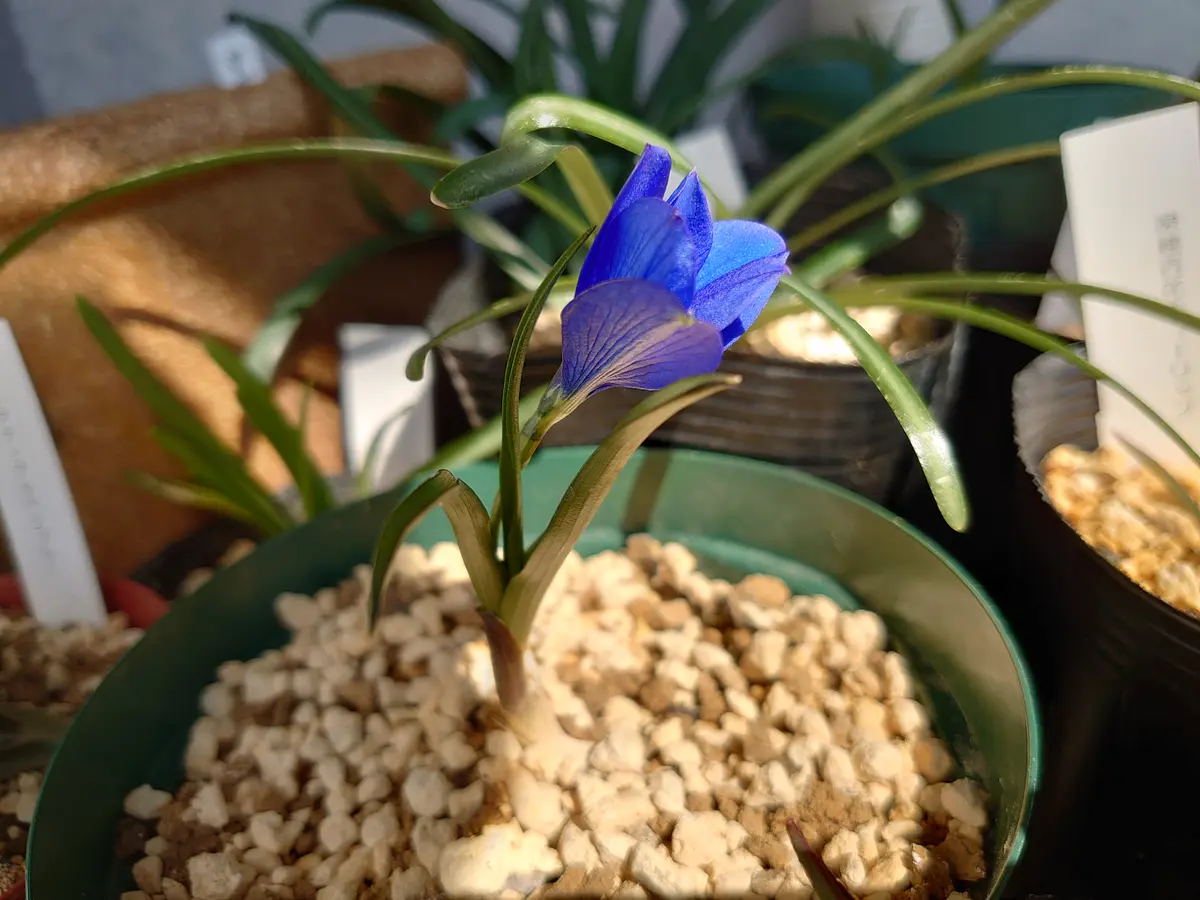 テコフィレア　シアノクロッカスの鉢植えそのままです。 テコフィレア シアノクロッカス｜そだレポ（栽培レポート）byうぇる