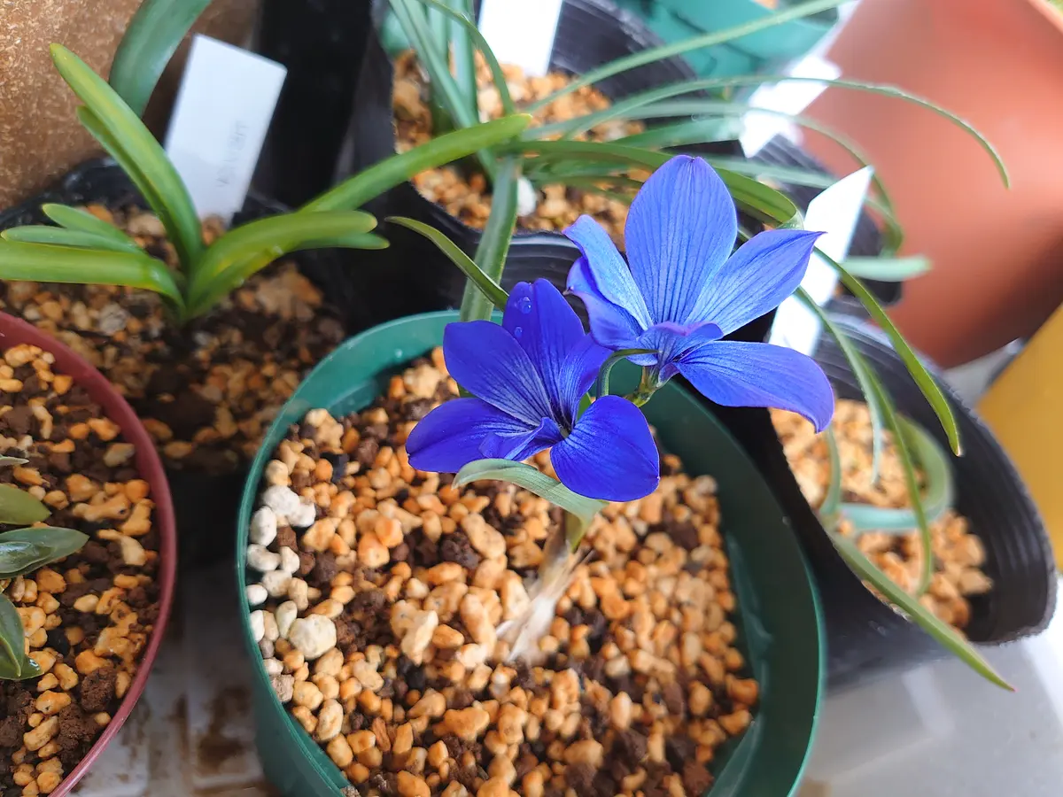 テコフィレア　シアノクロッカスの鉢植えそのままです。 テコフィレア シアノクロッカスの鉢植えそのままです。 テコフィレア