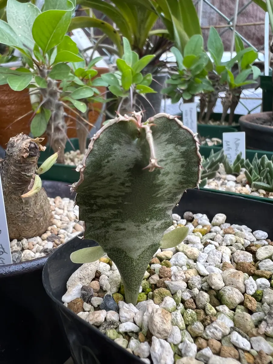 実生　Euphorbia robecchii　原種　ユーフォルビア　ロベッキー 実生 Euphorbia robecchii 原種 ユーフォルビア ロベッキー 多肉植物