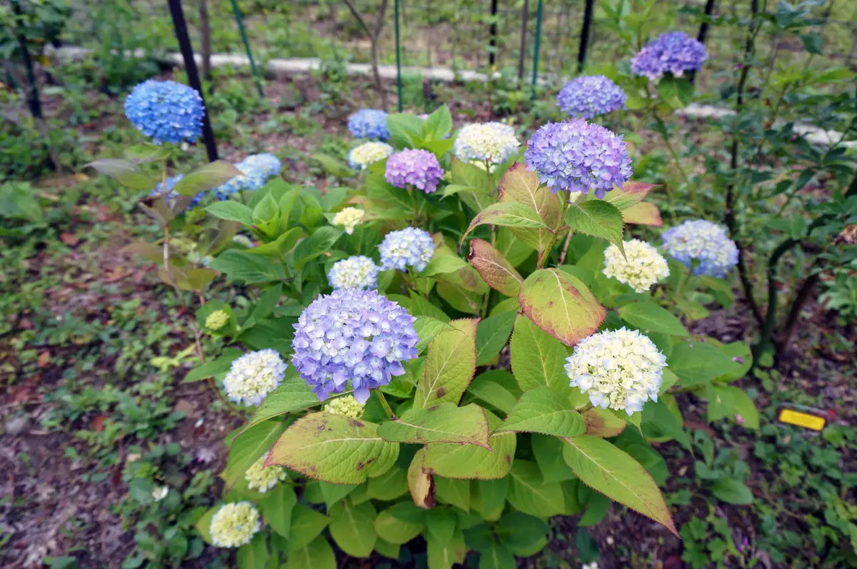 エンドレス サマー 紫陽花