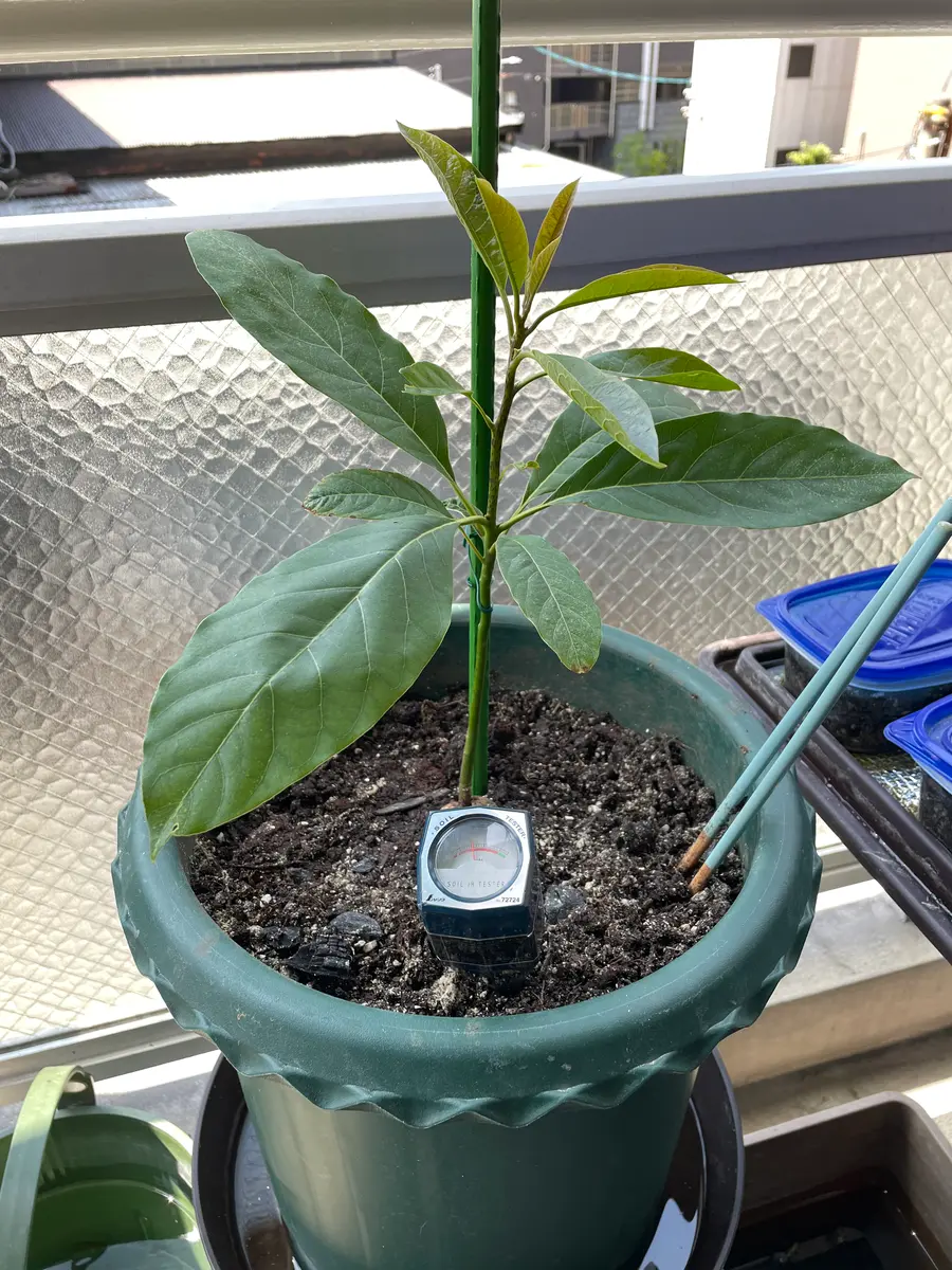 アボカドを美しい観葉植物に育てたい！｜そだレポ（栽培レポート