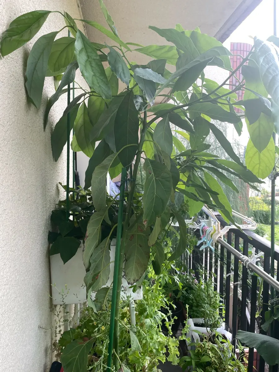 アボカドを美しい観葉植物に育てたい！｜そだレポ（栽培レポート