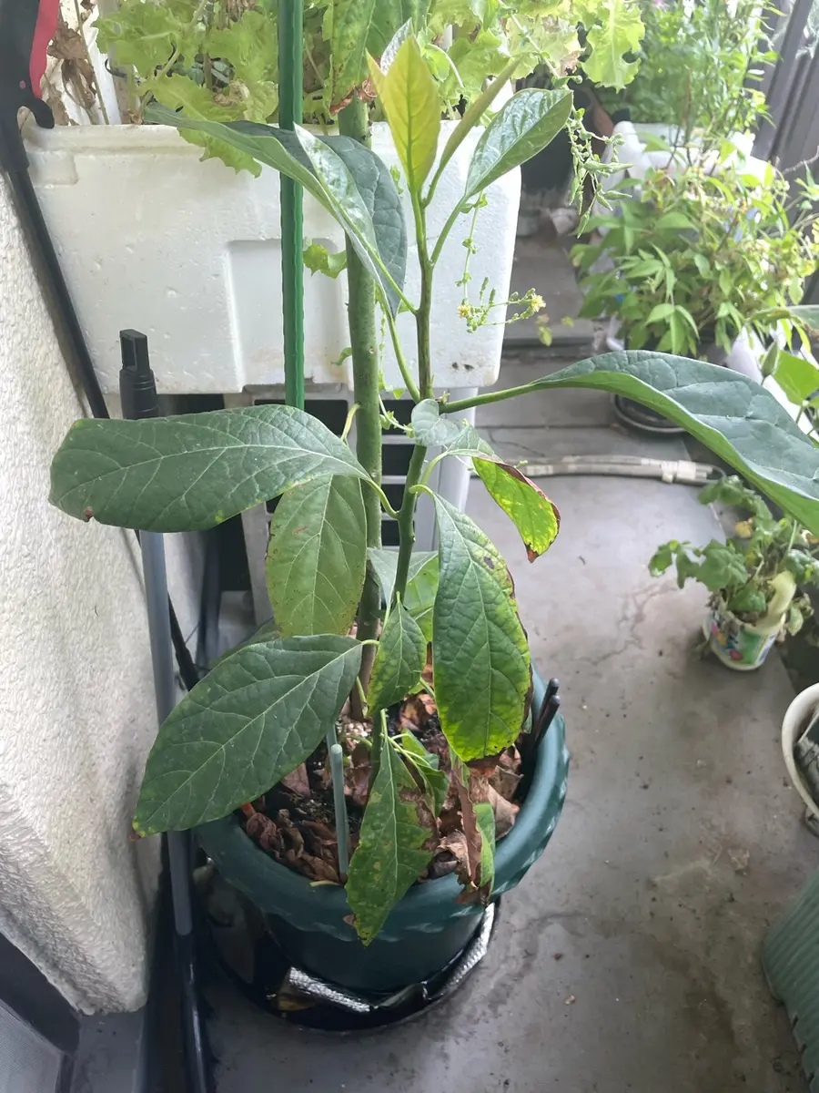 アボカドを美しい観葉植物に育てたい！｜そだレポ（栽培レポート