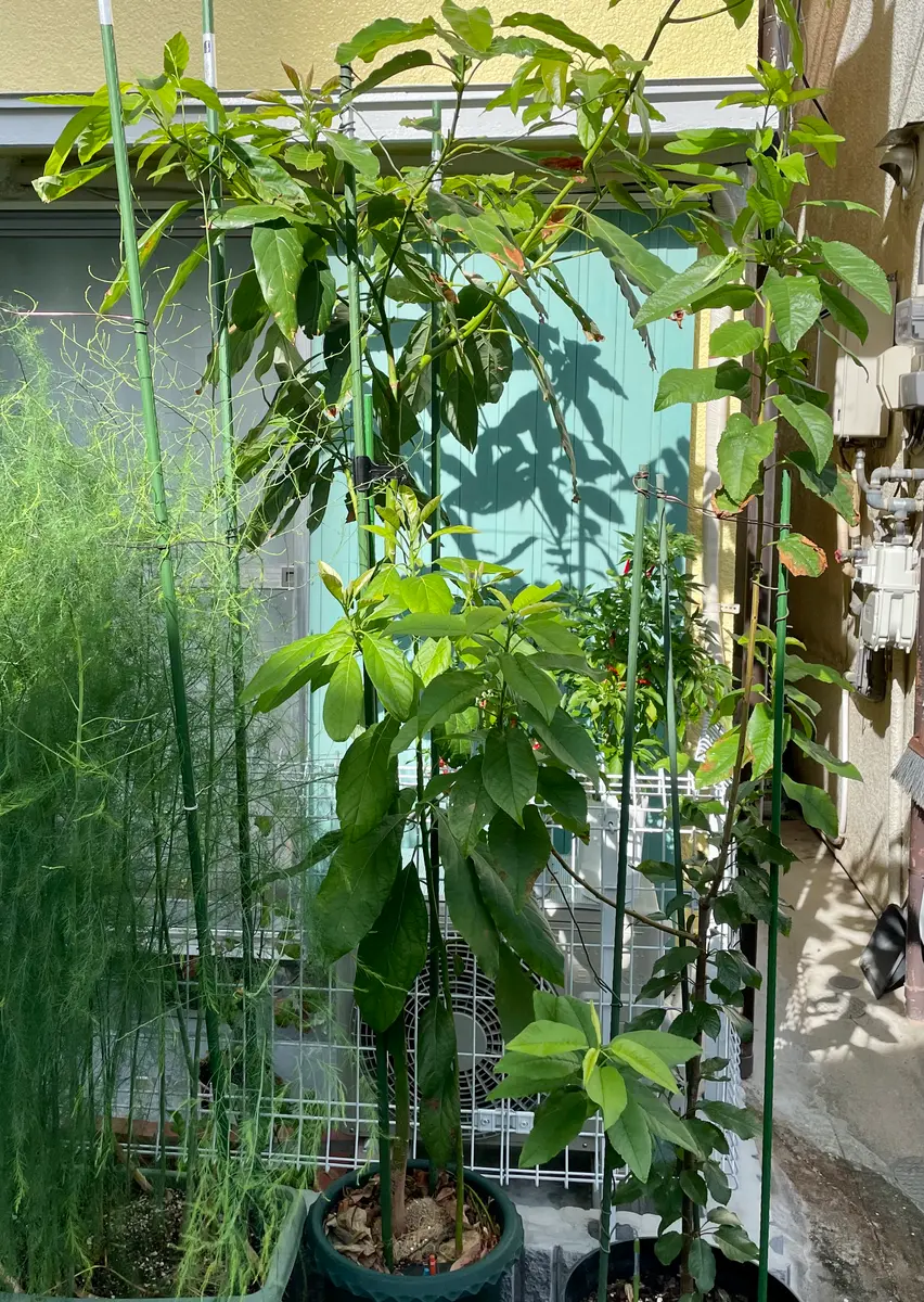 アボカドを美しい観葉植物に育てたい！｜そだレポ（栽培レポート