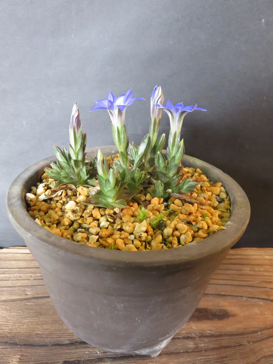 ハルリンドウ様 ◎ハルリンドウ様ご専用ページです◎