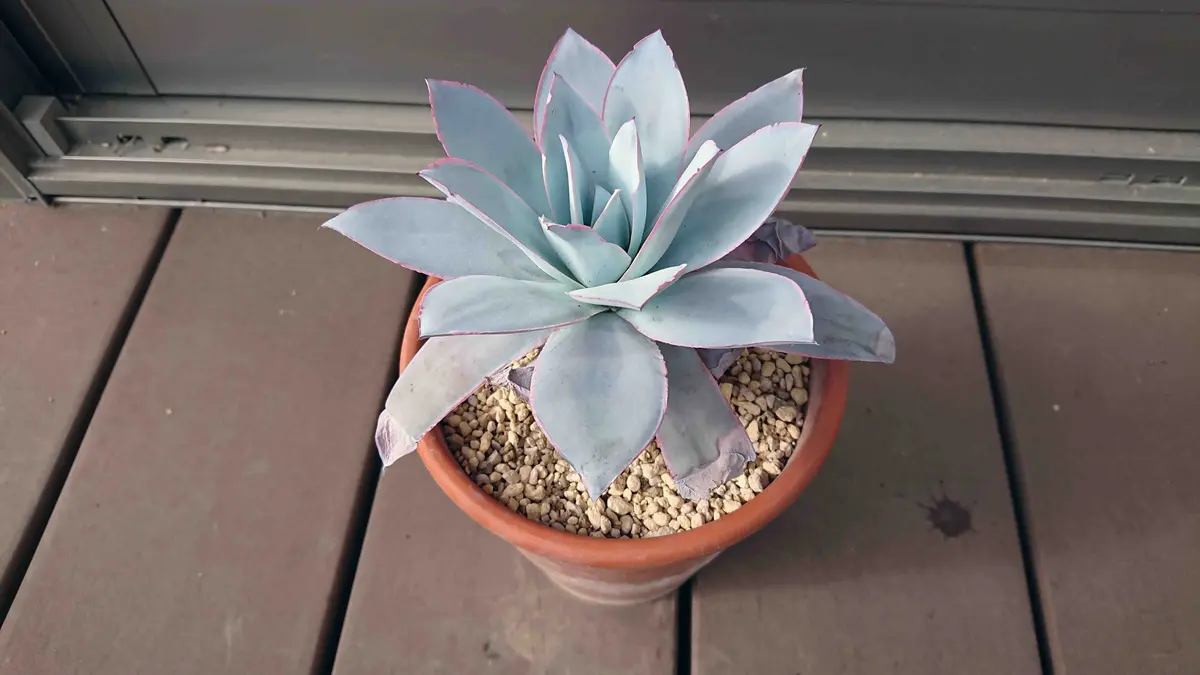 クニさぁ様 多肉植物♡カンテ 小苗３個 多肉植物♡カンテ 小苗3個 - メルカリ