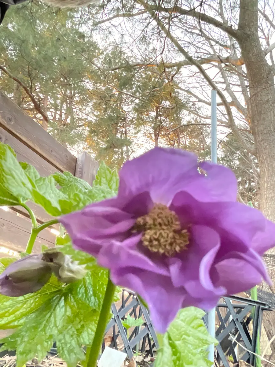 シラネアオイ人工授粉からの発芽｜そだレポ（栽培レポート）byカエルの