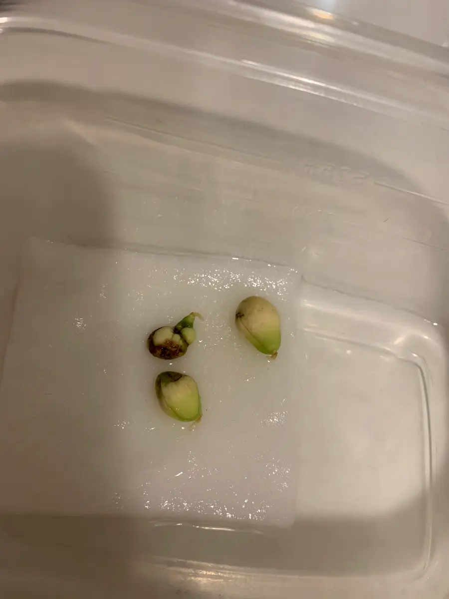 食べ終わった種からびわを育ててみる｜ビワのそだレポ（栽培レポート