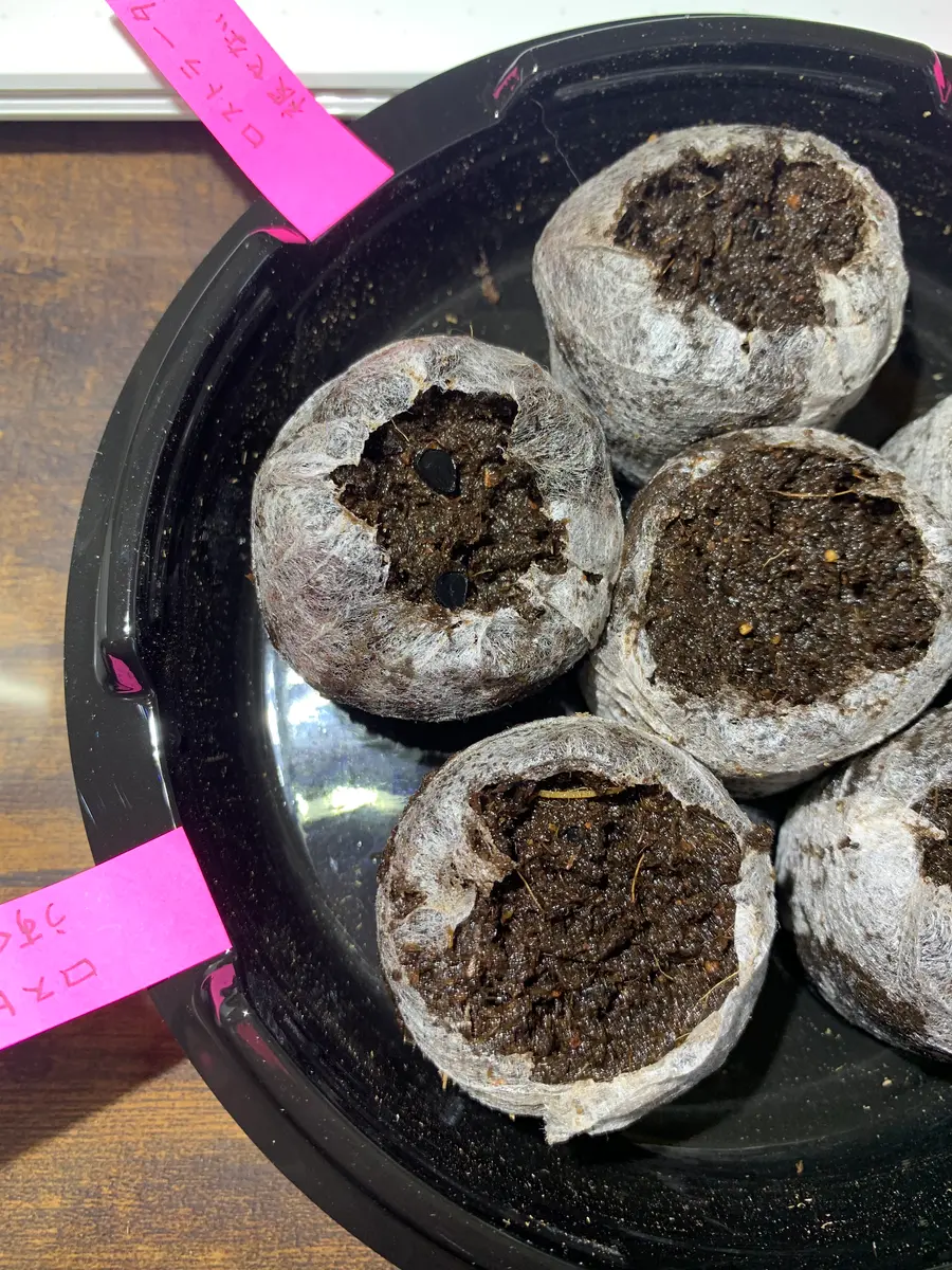 種まき】ユッカロストラータ｜そだレポ（栽培レポート）by☆ファンタ