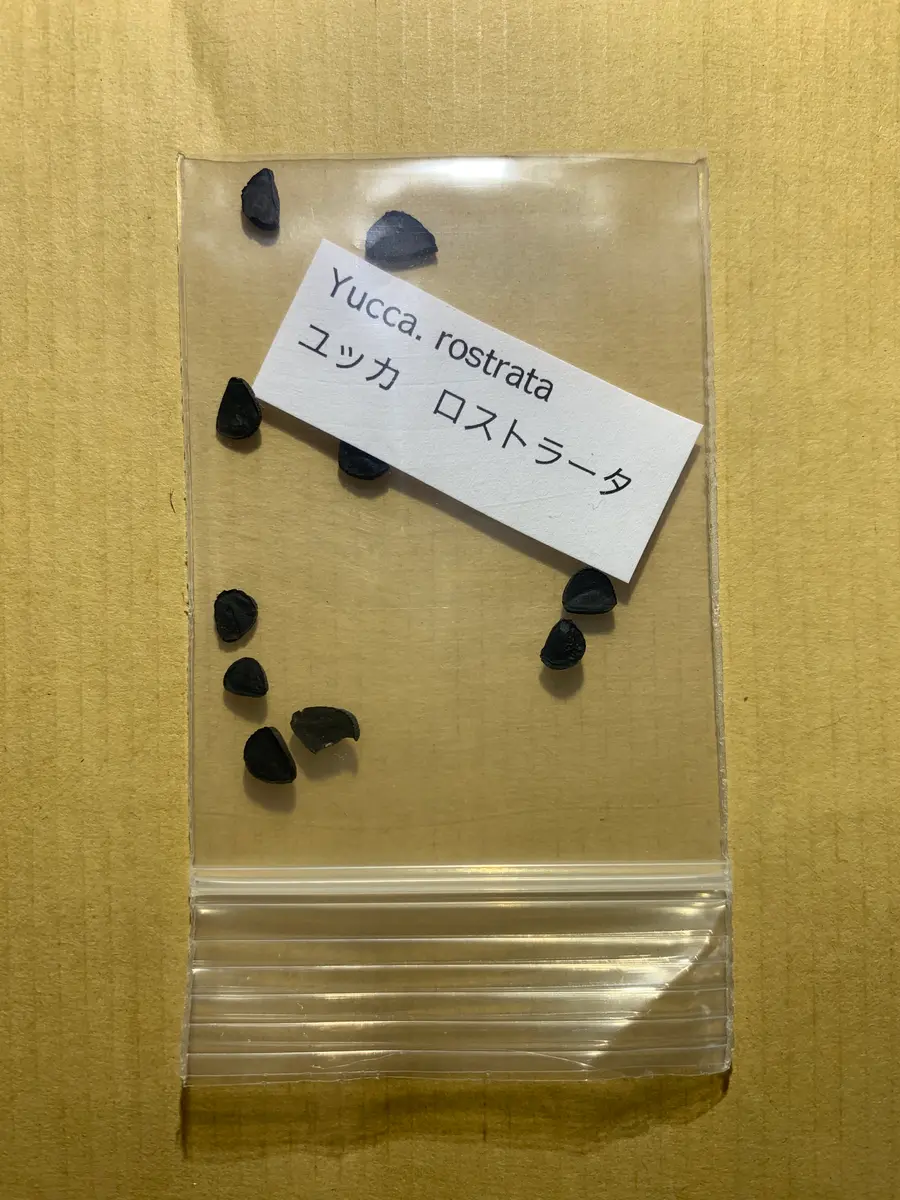2月入荷 1000粒+ ユッカロストラータ 種 種子 植物検疫証明書1403
