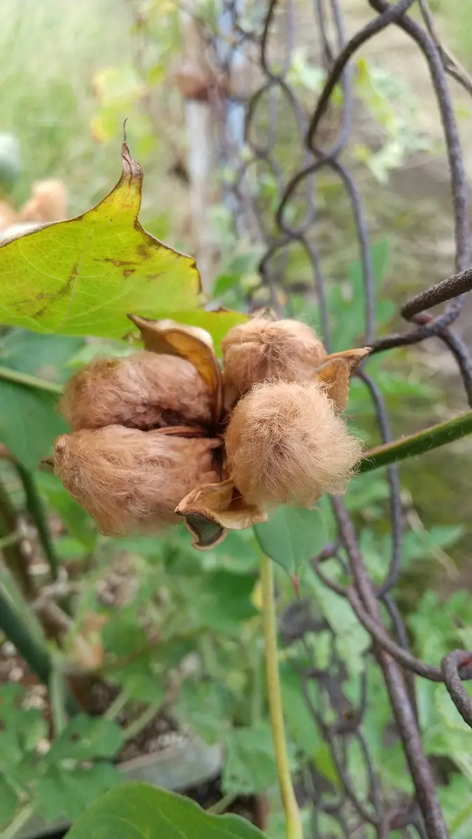 2022種から茶綿を育て隊｜そだレポ（栽培レポート）byなこぽち