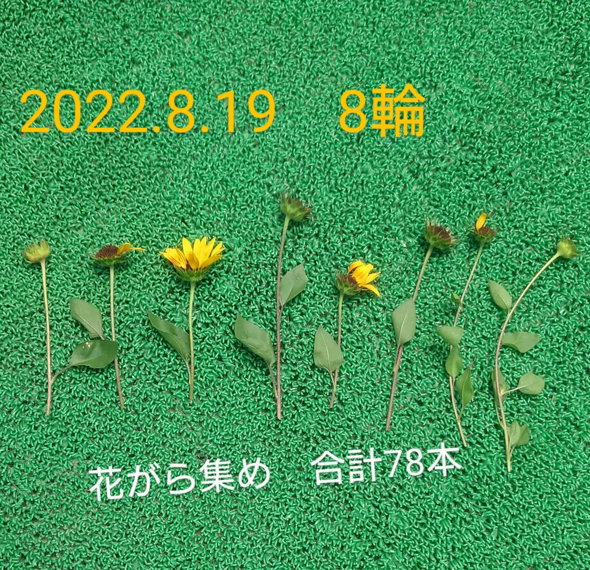 目指せ1000輪ひまわり🌻｜そだレポ（栽培レポート）byぽよぽよくるみ
