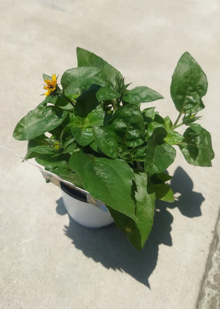 目指せ1000輪ひまわり🌻｜そだレポ（栽培レポート）byぽよぽよくるみ