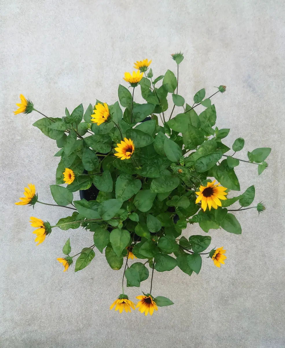 目指せ1000輪ひまわり🌻｜そだレポ（栽培レポート）byぽよぽよ