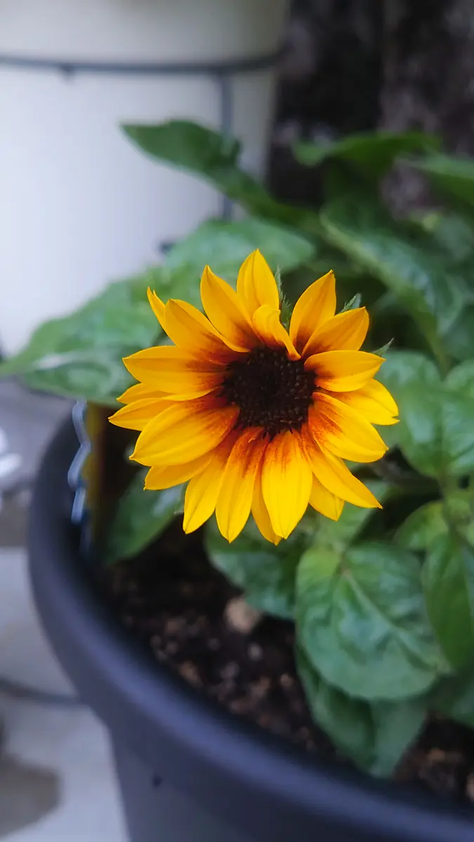 ひまわり様ご確認用 ひまわり様確認用☺︎