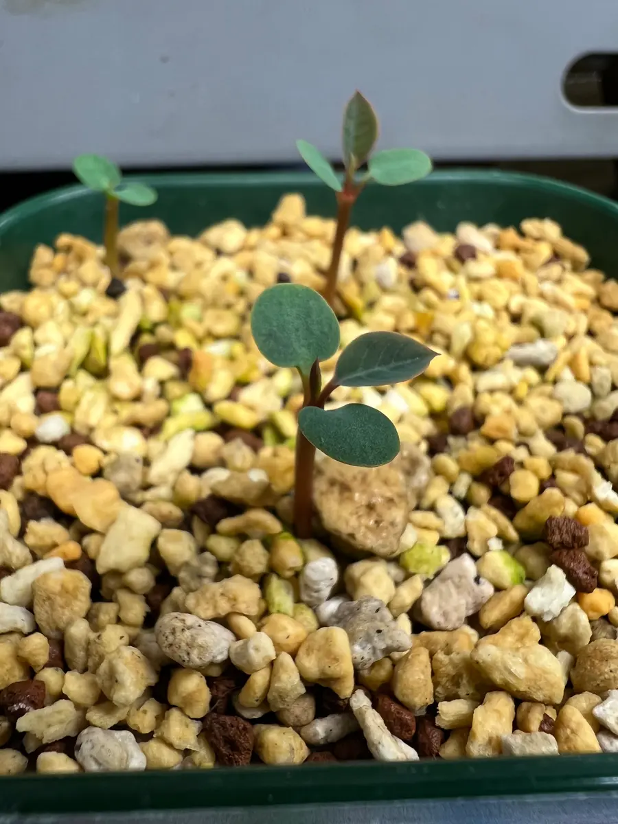 ユーフォルビア・パキポディオイデスを種子から育てる‼️｜そだレポ