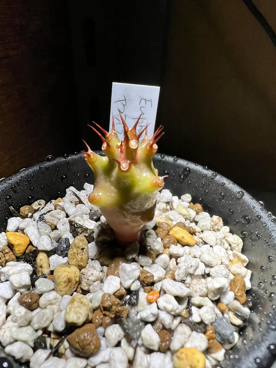 超歓迎された ユーフォルビア・パキポディオイデスを種子から育てる‼️｜そだ 塊根植物・コーデックス