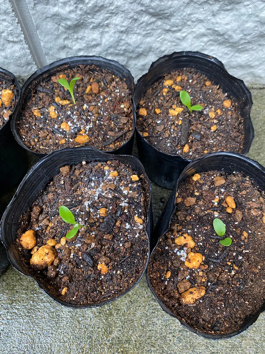 優雅にオーキデお試し 楽天市場】合鴨とフォアグラのパテ〈スライス 90g〉 Metzgerei Sasaki