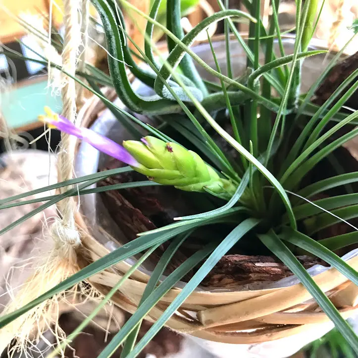 チランジア メラノクラテルの開花。｜そだレポ（栽培レポート）byK