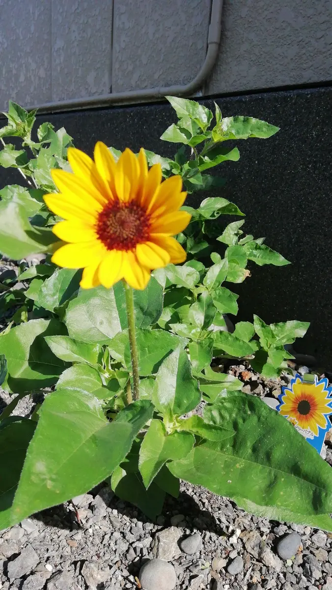 1000輪咲きヒマワリに挑戦！｜そだレポ（栽培レポート）byバーニーズ