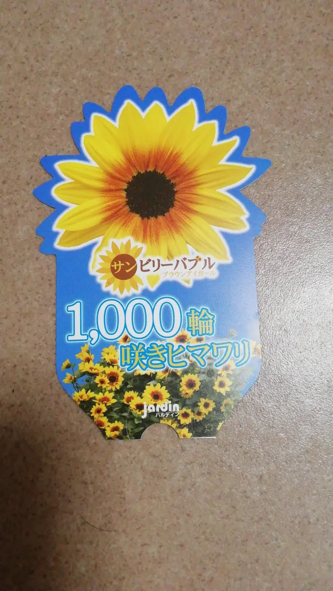 1000輪咲きヒマワリに挑戦！｜そだレポ（栽培レポート）byバーニーズ