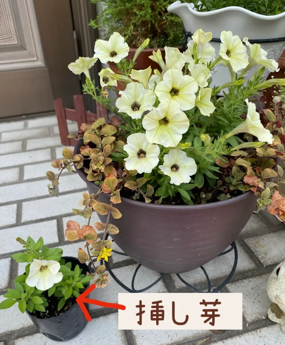 はじめてのももいろハート♡｜そだレポ（栽培レポート）byちーま