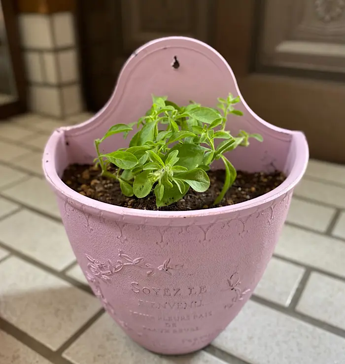 はじめてのももいろハート♡｜そだレポ（栽培レポート）byちーま