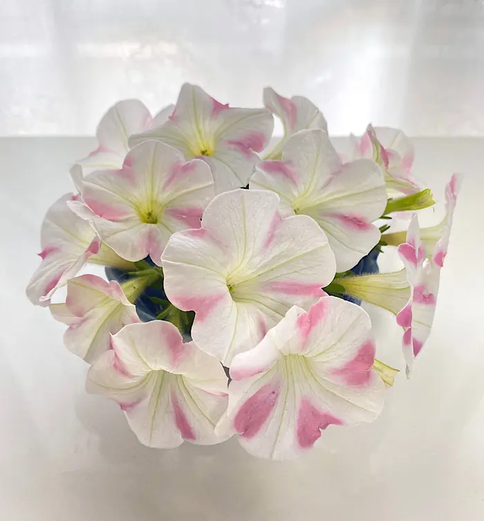 はじめてのももいろハート♡｜そだレポ（栽培レポート）byちーま