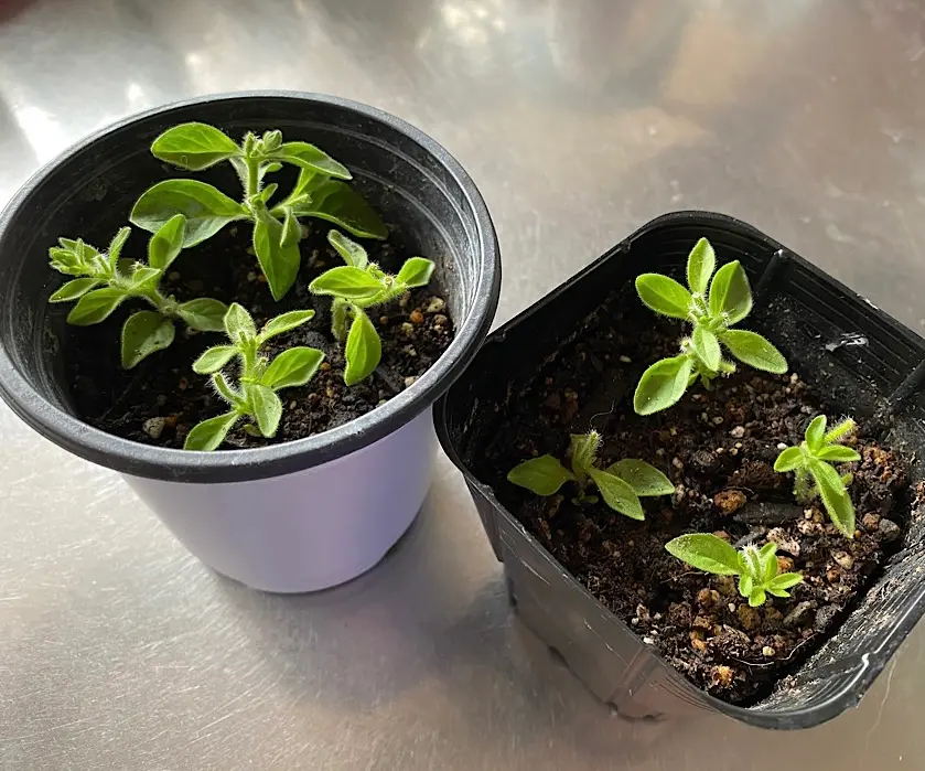 はじめてのももいろハート♡｜そだレポ（栽培レポート）byちーま