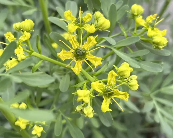 アゲハの幼虫のエサ｜そだレポ（栽培レポート）byarigernon｜みんなの