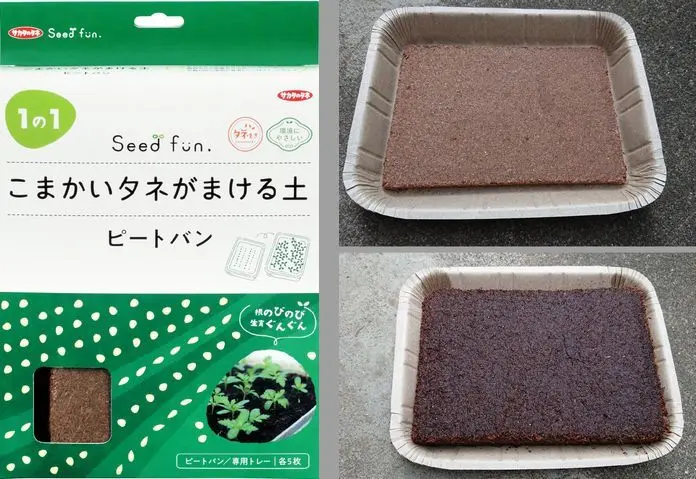 ハマセンダン　苗木　１本　　（アゲハ類のエサ）　その１ ハマセンダンの苗木 1本 （アゲハ類の食樹）