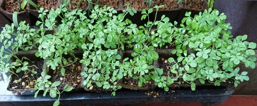 アゲハの幼虫のエサ｜そだレポ（栽培レポート）byarigernon｜みんなの