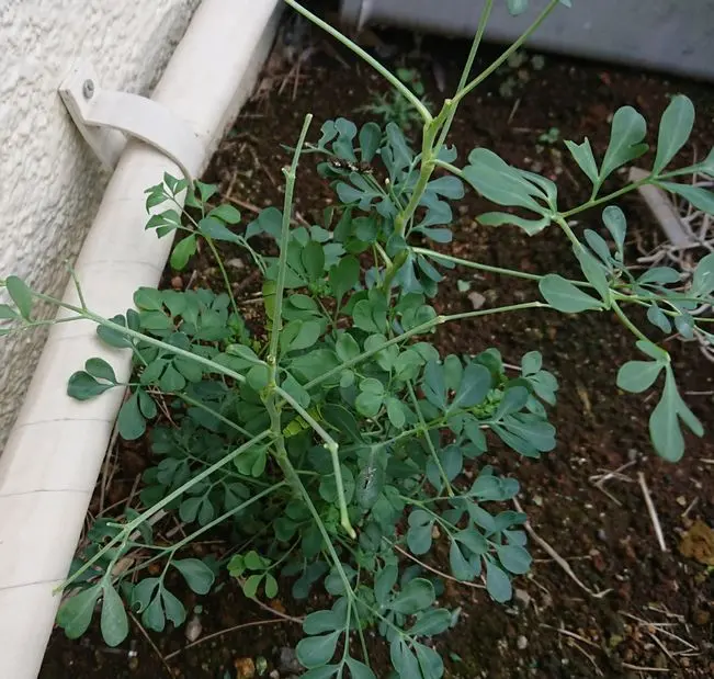 ハマセンダン 苗木 1本 （アゲハ類のエサ） その1 ハマセンダン 苗木