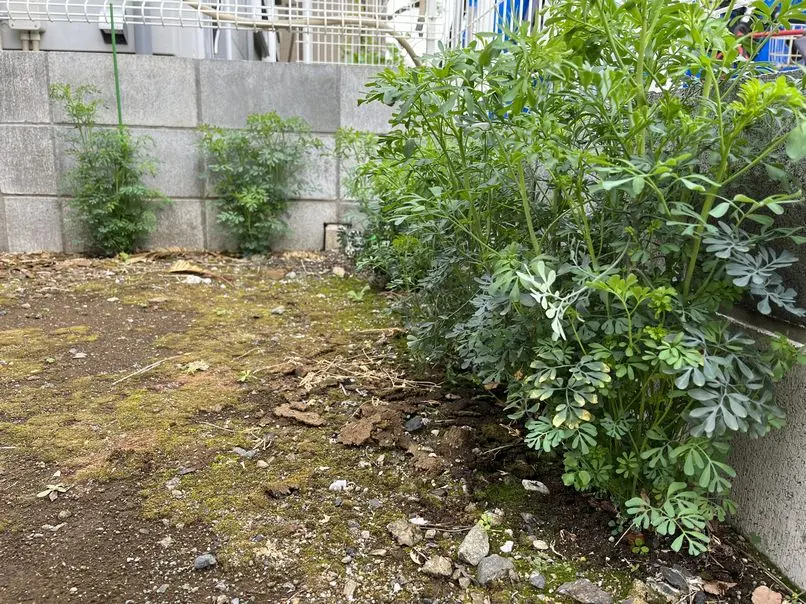 アゲハの幼虫のエサ｜そだレポ（栽培レポート）byarigernon｜みんなの