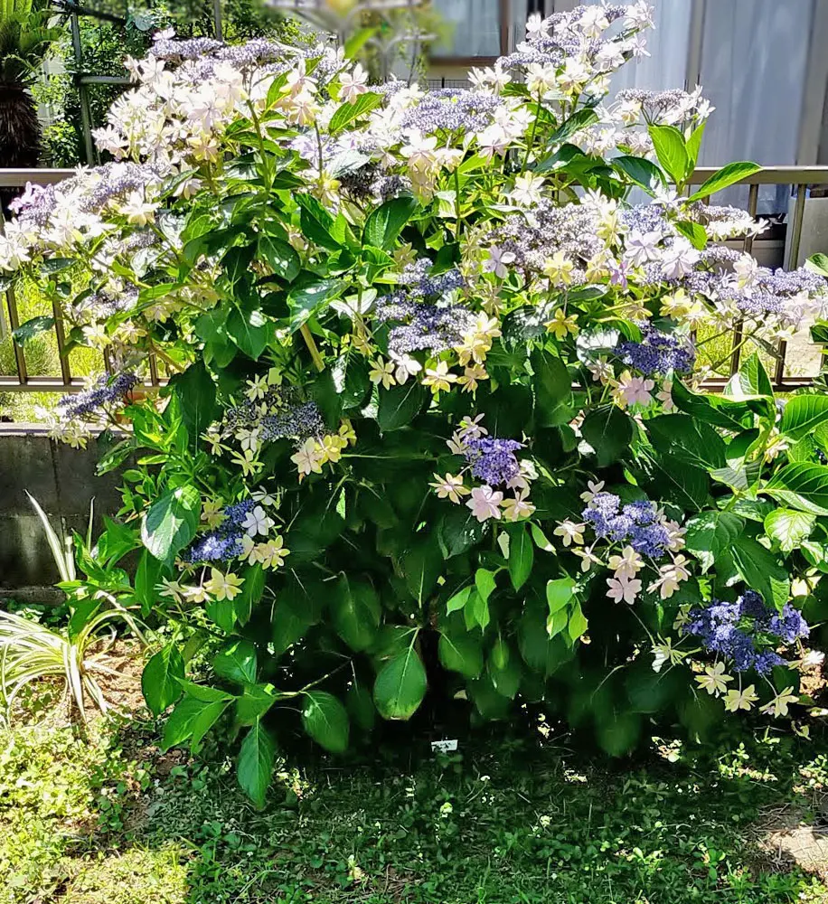 地植アジサイを省スペースで｜そだレポ（栽培レポート）by花谷