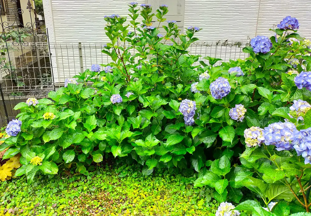 日陰のアジサイを咲かせたい｜そだレポ（栽培レポート）by花谷