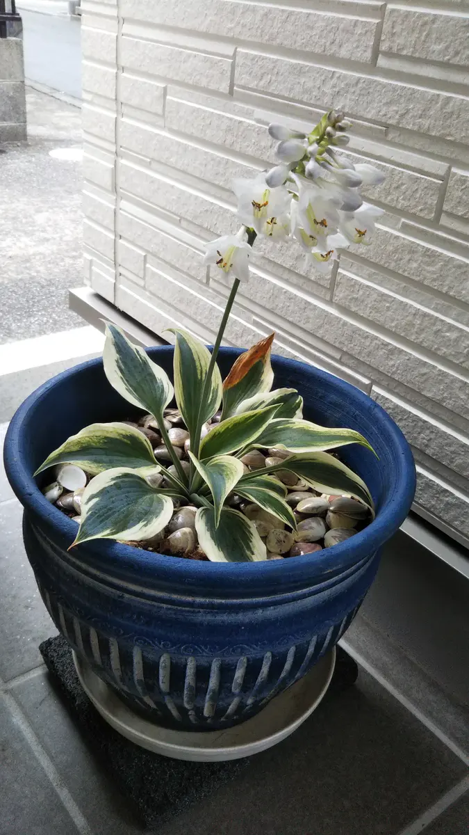 斑入りのギボウシ｜そだレポ（栽培レポート）byあさもん｜みんなの趣味