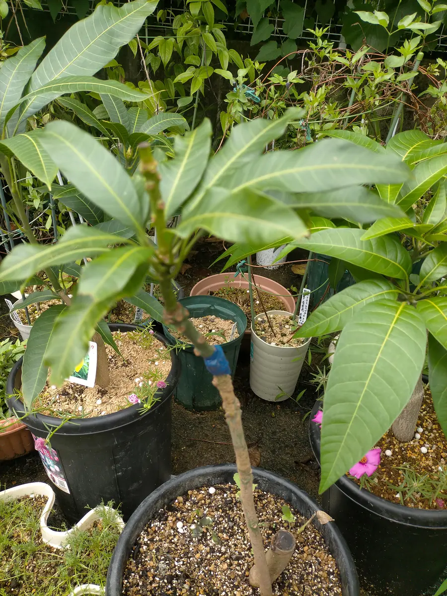 2025年2月上旬～発送【観葉植物】マハチャノックマンゴー苗木6号