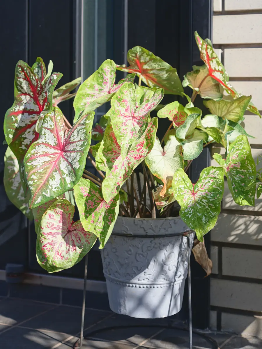 カラジウム レア 楽天市場】【セール品】 PW ガーデンカラジウム ハートトゥハート 5号