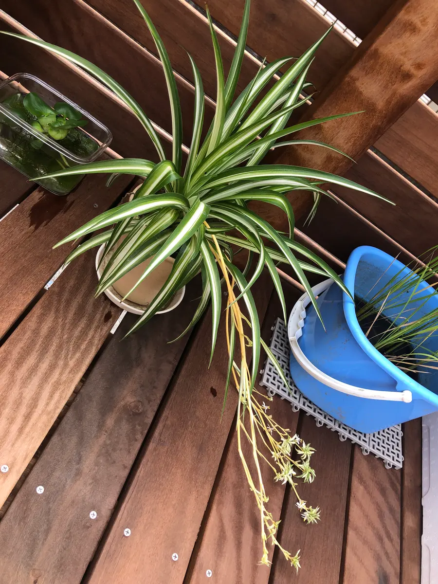 オリヅルランを頂きました。(子株はやっぱり水耕栽培！？)｜そだレポ