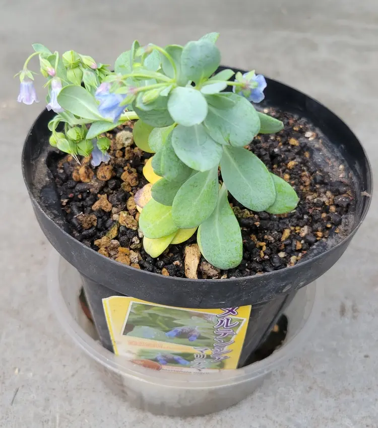 メルテンシア・マリティマ 苗から＋零れ種からも｜そだレポ