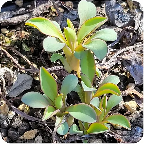 メルテンシア・マリティマ 苗から＋零れ種からも｜そだレポ（栽培