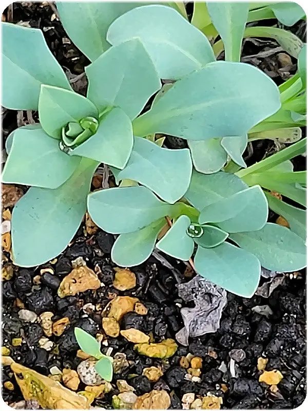 花種 メルテンシア マリティマ 花種 メルテンシア マリティマ 【公式通販】
